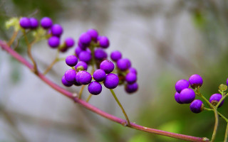 Purple flower plant berries leaves - stem free wallpaper for desktop