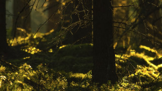 Forest sunset autumn leaves campfire - tree and grass free wallpaper