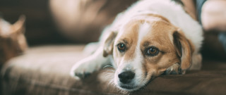 Shiba inu couch dog blurry - f1.4 free wallpaper