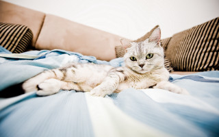 Cat bed blue blanket pillows - glamor pose free wallpaper