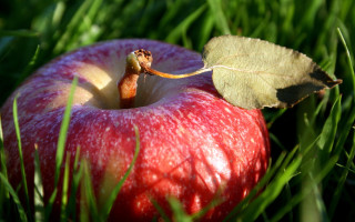 Red apple in grass leaf - end free wallpaper for desktop