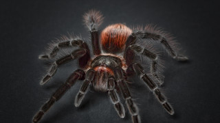 Spider red head black armor - a close up of a spider free wallpaper