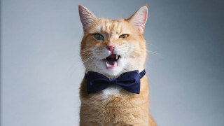 Surprised cat blue bowtie american - a bow tie free wallpaper