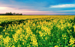 Yellow flower field cloudy sky - under a cloudy sky free wallpaper