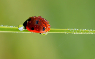 Ladybug green leaf water droplets 11 - a lady bug free wallpaper