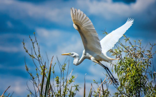 White bird flying over forest - a few green leaf free wallpaper