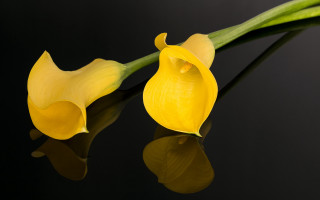 Yellow flower reflection black surface - a green stem free wallpaper for desktop