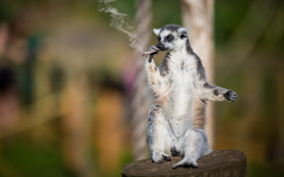 Shiba inu primitivism blurry background - a small animal standing free wallpaper