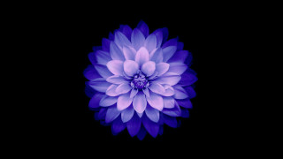 Purple flower blue center black - the dark background free wallpaper