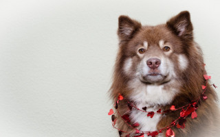 Dog red collar heart garland - glamor pose free wallpaper