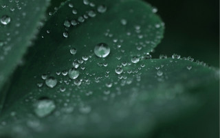 Green leaf water droplets macro 44 - a green leaf free wallpaper