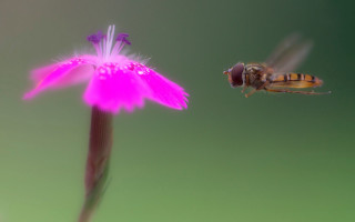 Bee pinkflower greenbackground macro glowing - a white center free wallpaper