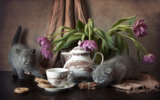 Two cats vase flowers cookies - two cat free wallpaper for desktop