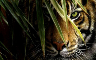 Tiger hiding tall grass serious 2 - jungle free wallpaper
