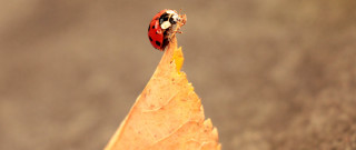 Ladybug leaf sidewalk fall macro - winter time free wallpaper