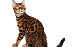 Cat tiger calico spot ears - on free wallpaper