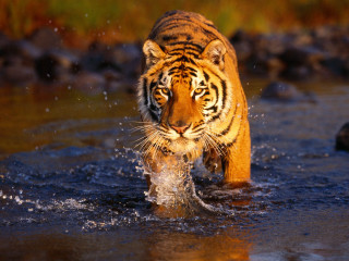 Tiger walking river fish mouth 3 - a tiger free wallpaper for desktop