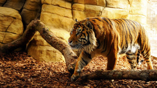 Tiger wood chips rock wall - a tiger free wallpaper for desktop