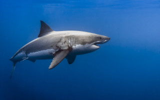 Shark camera precisionism puzzle award - great free wallpaper