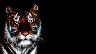 Tiger looking camera black background - a white stripe free wallpaper
