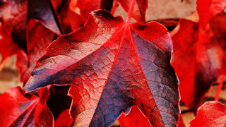Red purple leaf macro background - a plant free wallpaper