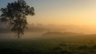 Tree foggy sunset matte bernd - a tree in a field free wallpaper
