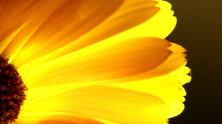 Sunflower macro yellow center black - a black center free wallpaper