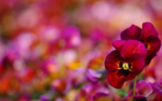 Vivid flower bokeh depth hibiscus - vivid color free wallpaper