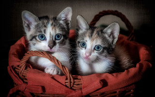 Kittens basket blue eyes red - a basket together free wallpaper