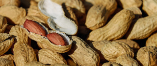 Peanuts shells white brown basket - a shell free wallpaper