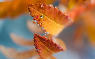 Leaf water droplets autumn blurry - a close up of a leaf free wallpaper