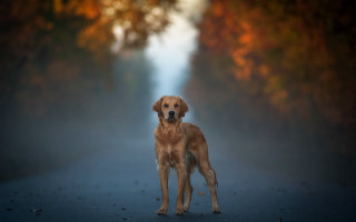 Dog forest road fog impressionist - free autumn wallpaper