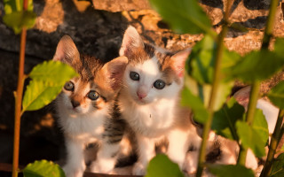 Kittens plant animals photorealistic blurry - free cats wallpaper