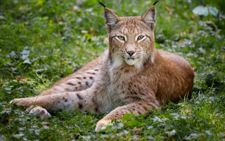 Lynx staring grass nature focus - a lynx free wallpaper for desktop