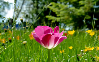 Pink flower field butterfly blurry - flower and grass free wallpaper for desktop