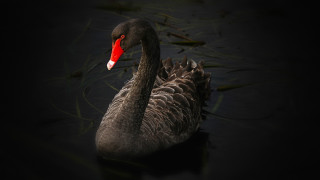 Black swan red beak floating - a red beak free wallpaper