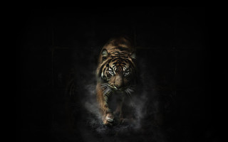 Tiger walking dark room smoke - a digital painting free wallpaper