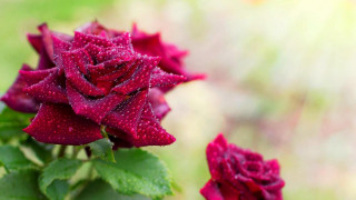 Red rose water droplets blurry 8 - a pointillism painting free wallpaper