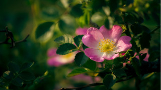 Pink flower green leaves macro 13 - a tree branch in the sun light of the day free wallpaper