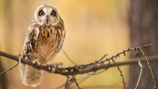 Small owl perched branch blurry - a small owl free wallpaper