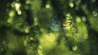 Blurry pine tree ball bokeh - bokeh free wallpaper
