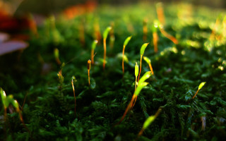 Grass leaves macro nature blurry - moss free wallpaper