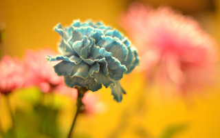 Flower bokeh autumn sunset sunflower - a yellow wall free wallpaper