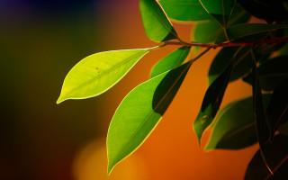 Green leaf hanging branch blurred - focus free wallpaper