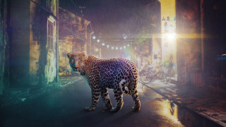 Leopard night rain street light - a leopard free wallpaper