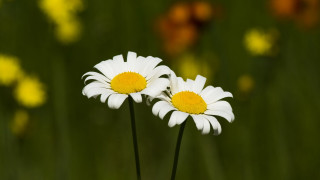 White flowers yellow background bokeh - yellow center free wallpaper