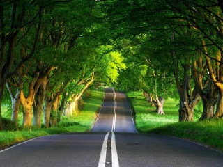 Tree lined road surrounded by 2 - a line of trees free wallpaper