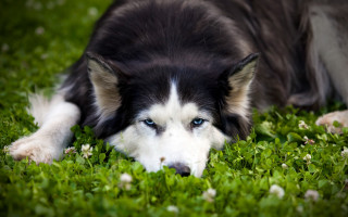 Black white dog blue eye - akseli gallenkallela free wallpaper