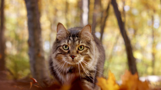 Cat forest autumn bokeh focus - the ground and trees free wallpaper