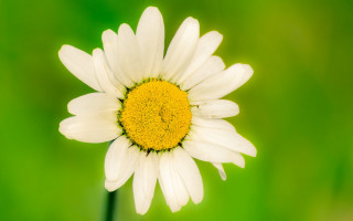 White yellow flower green background - a green background in the background free wallpaper